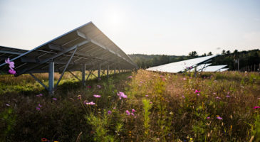 Greenbacker solar energy with pollinators