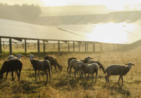 Germany, sheeps grazing on a field with solar panels in the morning light