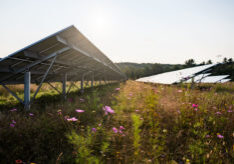 Greenbacker solar energy with pollinators